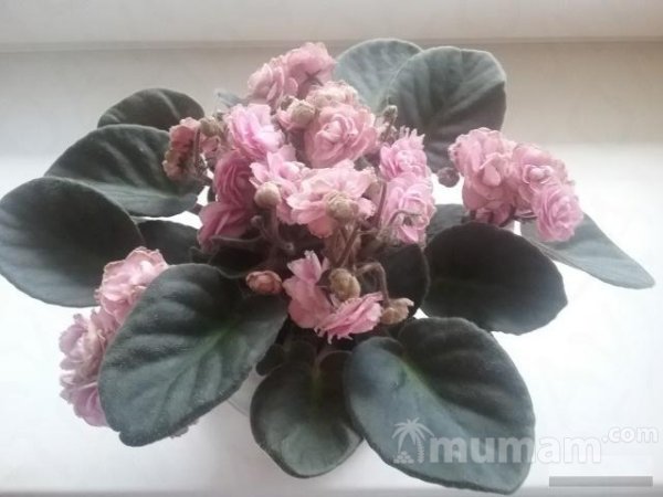 Фиалки, Фикус Твайлайт