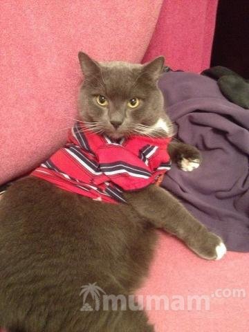 Стерелизация кошки